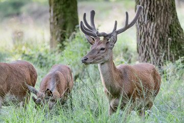 Naklejka na ściany i meble Red deer male in the woods (Cervus elaphus)