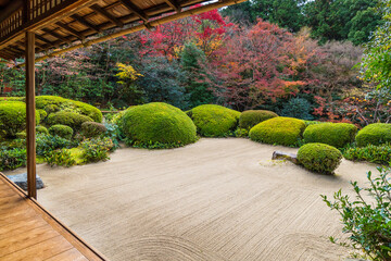 Beautiful nature colourful tree leaves in Japanese zen garden in autumn season at Kyoto,Japan.