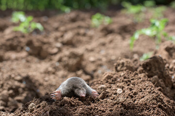 A mole has emerged on the surface of the soil in a vegetable garden