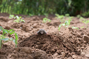 A mole has emerged on the surface of the soil in a vegetable garden