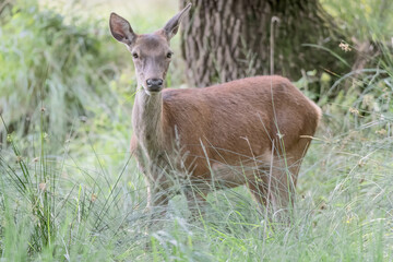 Red deer female in the forest (Cervus elaphus)