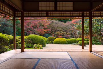 Beautiful nature colourful tree leaves in Japanese zen garden in autumn season at Kyoto,Japan.