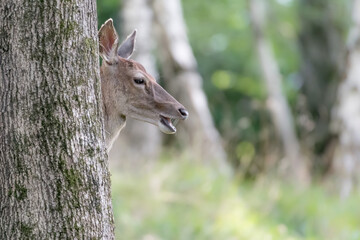 Red deer in the woods (Cervus elaphus)