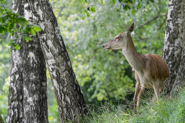 Isolated deer in the forest (Cervus elaphus)