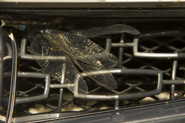 Dragonfly and insects on the grill of a dirty bumper of a passenger car after a long journey. Close-up.
