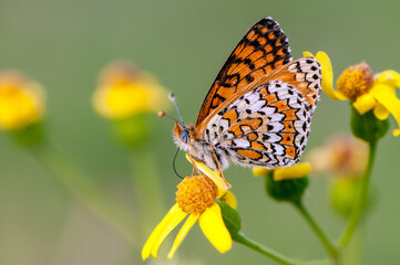 Melitaea butterfly collects nectar on a yellow field flower on a summer day in a forest glade.