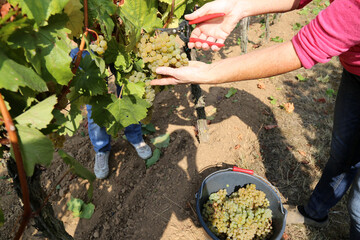 Naklejka premium Weinlese: Handlese von Chardonnay Weintrauben