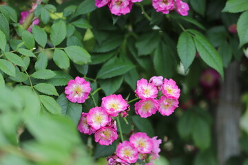 ピンクと白の小さなかわいいバラ
Pink and white little cute roses.
