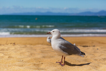Gull