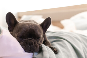 french bulldog puppy