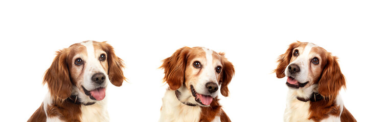 Beautiful Spaniel Breton dogs - obrazy, fototapety, plakaty