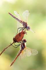 Two dragonflies on a dry blade of grass on an early summer morning