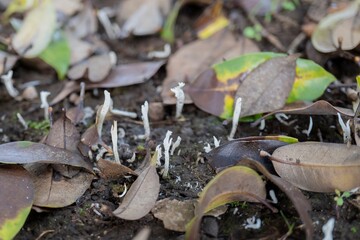 キノコ／細くて枝分かれする白いシロソウメンタケモドキ／Clavaria fragilis var. sphaerospora