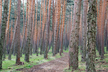 View of a pleasant walk through a forest