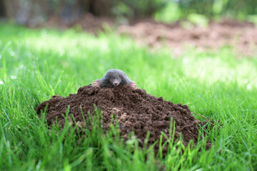 A mole has emerged on the surface of the soil in a vegetable garden - obrazy, fototapety, plakaty