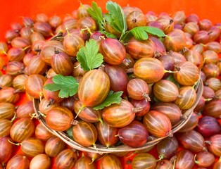 Ripe red gooseberries in a basket on an abstract surface. The concept of proper nutrition, agriculture. Free space.
