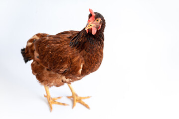 Isolated brown hen on a white background , Side view image.