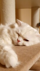 cat lying on the bed. A cute, white fluffy cat falls asleep
