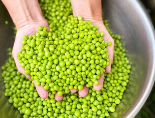 Fresh raw green peeled peas in the hands of a man. The concept of proper nutrition, agriculture.