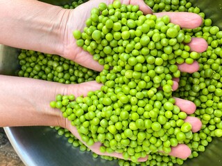 Fresh raw green peeled peas in the hands of a man. The concept of proper nutrition, agriculture.