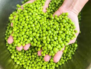 Fresh raw green peeled peas in the hands of a man. The concept of proper nutrition, agriculture.