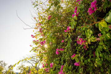 pink flowers in the garden