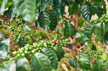 Coffee leafs and beans