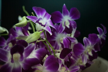 Naklejka na ściany i meble purple orchid on black