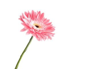 Gerbera flower isolated on white background