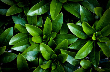 Soczyste zielone liście rododendrona jako tapeta lub tło. Liście rośliny egzotycznej w ogrodzie. - obrazy, fototapety, plakaty