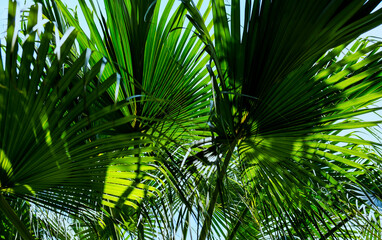 Obraz na płótnie Canvas Palm leaves with sunlight in the garden Tropical leaf background