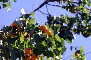 apricot on a tree branch on a background of green leaves