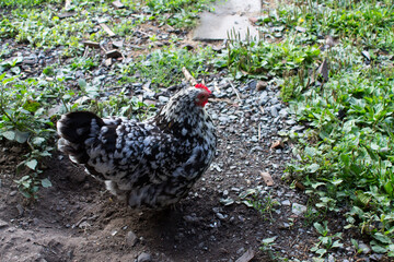 Huhn auf einer grünen Wiese , Fotografiert in Bayern Germany