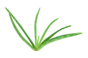 Fresh aloe vera plant isolated on white background
