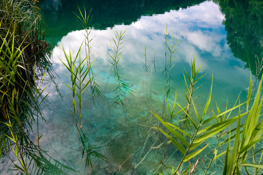 Plitvicer Seen Spiegelung Kroatien Nationalpark Naturschutzgebiet Schilf Ufer Farben Paradies t&uuml;rkis Sehensw&uuml;rdigkeit Idyll B&auml;ume Urwald Wasser Spiegelung Fische Welterbe klares Wasser Hintergrund