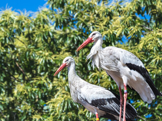 Two whit storks in the tree