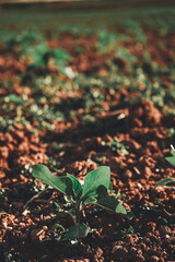 Sunflower sprouts in a crop field