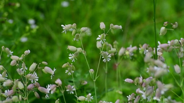Silene vulgaris - wild flower of the carnation family