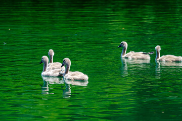 Swans on the Adda river at Imbersago