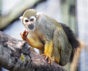 Naklejka na ściany i meble Squirrel little monkey in zoo, summer time