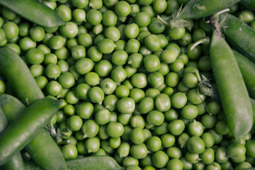 Green pea background. Pea freshly picked. Organic peas pods. Fresh vegetables. Healthy eating. Countryside garden harvest.