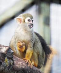 Squirrel little monkey in zoo, summer time