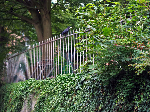 Guter Fang: Rabe mit kleinem Fisch im Schnabel