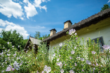 Flowers near Ukrainian country house
