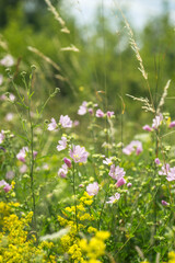 Fototapeta premium Summer field in the Ukraine, countryside flowers