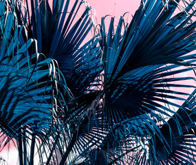 Tropical summer design of blue palm leaves on pink background