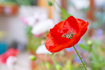 Bright red poppy flower of Mother of Pearl heirloom variety on a bright sunny day on a balcony in a pot. Growing pollinator-friendly plants in containers as a family urban-gardening activity in Italy © Marina