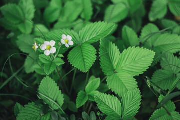 Tender flowers of wild strawberry in the meadow. Dark green background.