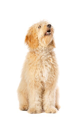 Golden Doodle dog