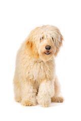 Golden Doodle dog